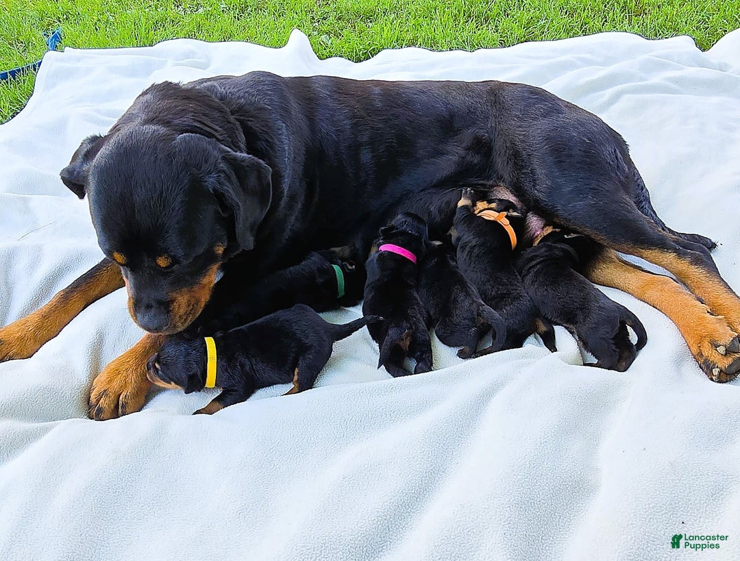 Rottweiler dogs for sale: Rex - Image 11