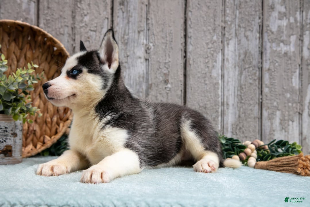 Siberian Husky dogs for sale: Tonya - Image 2