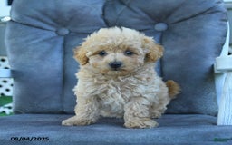 Maltipoo dogs for sale: Bubbles - Image 1