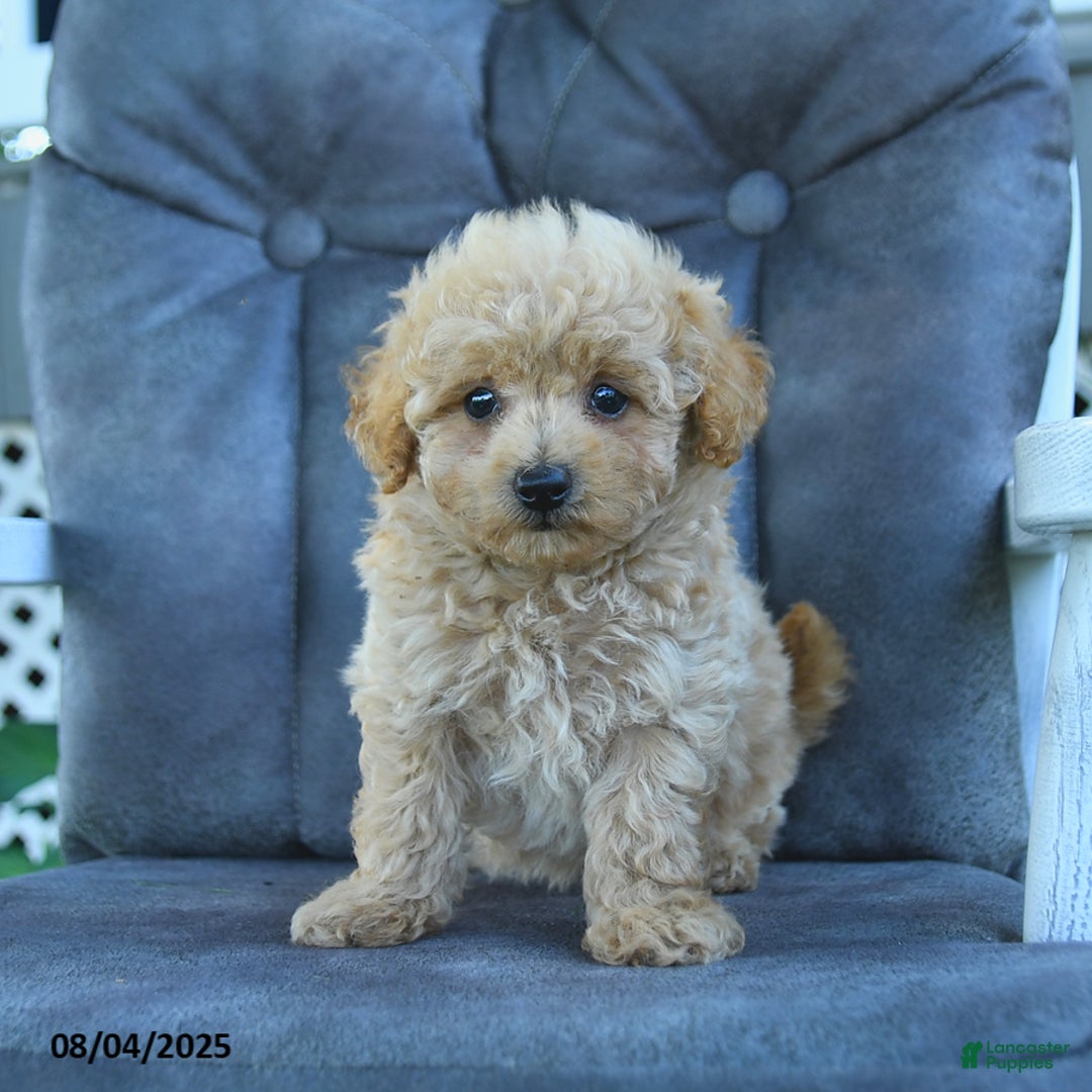 Maltipoo dogs for sale: Bubbles - Image 1