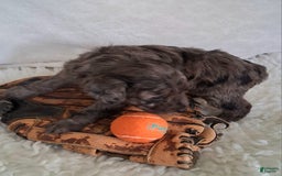 Mini Aussiedoodle dogs for sale: Basil - Image 7