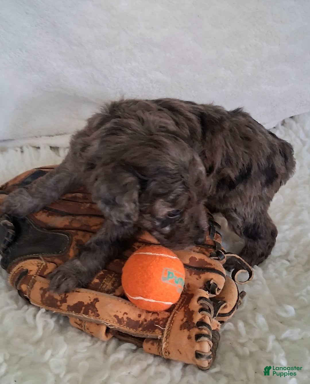 Mini Aussiedoodle dogs for sale: Basil - Image 7
