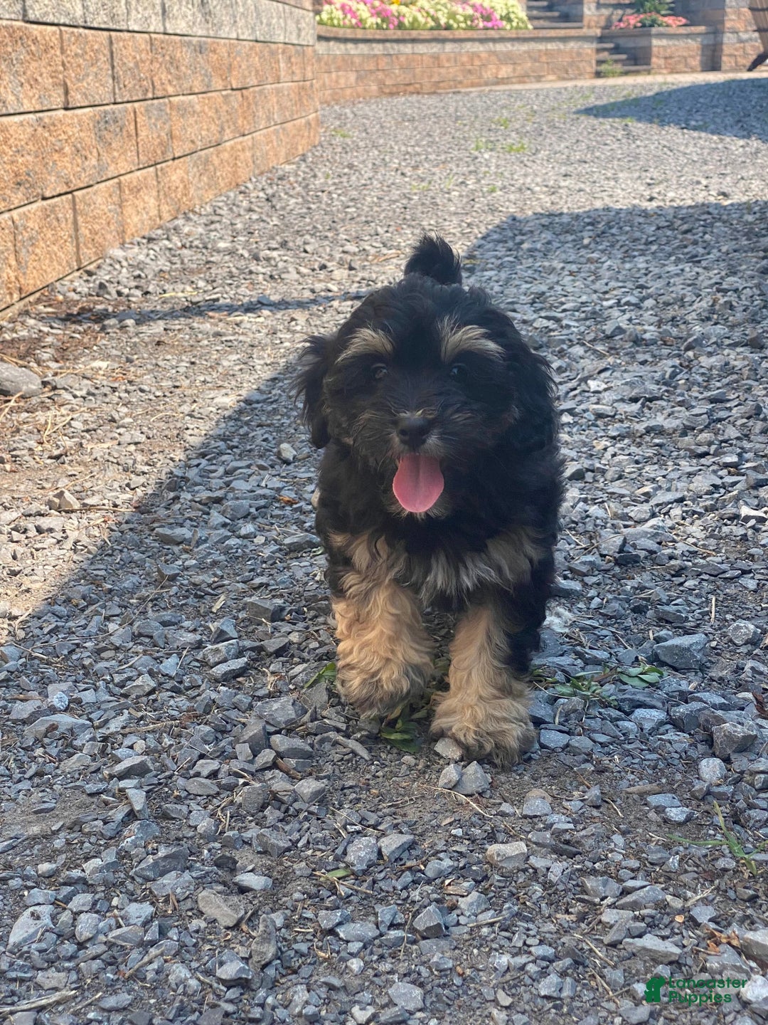 Lhasapoo dogs for sale: Jinny - Image 6