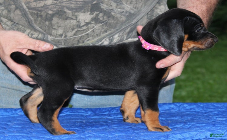 Black And Tan Coonhound dogs - Advert 2