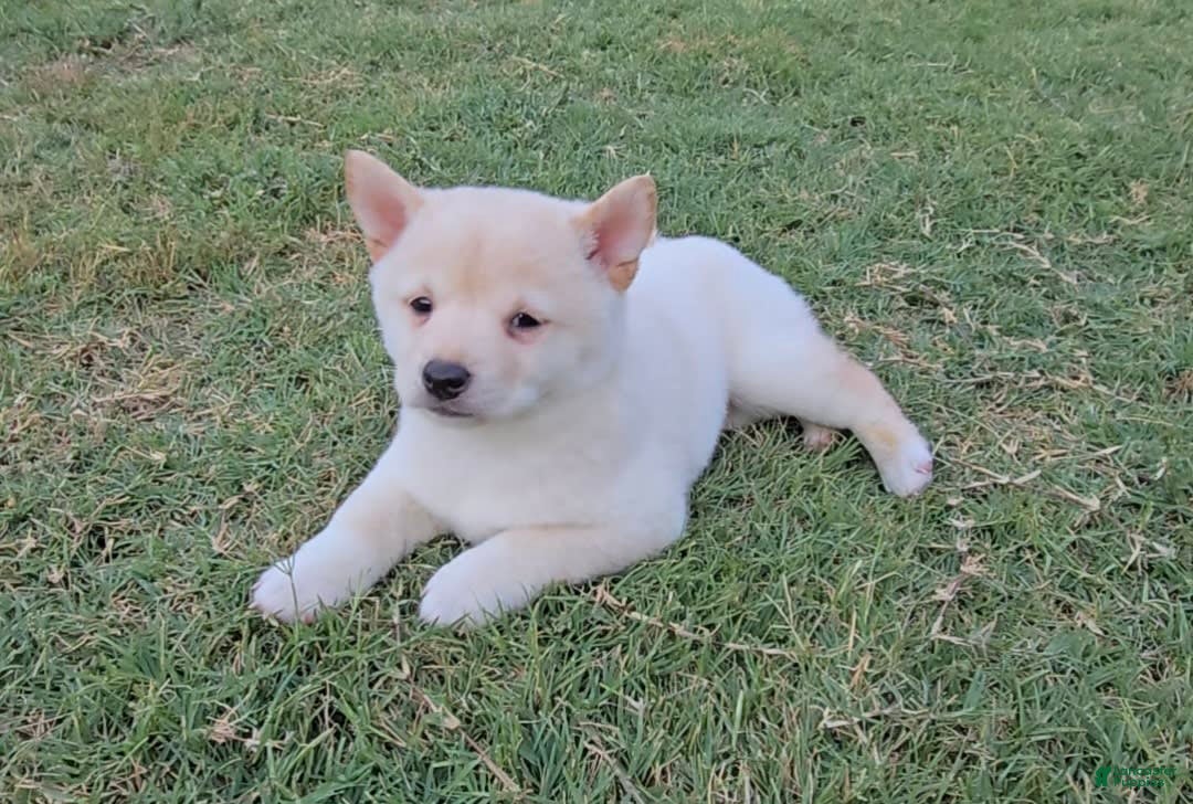 Shiba Inu dogs for sale: Hiko - Image 1
