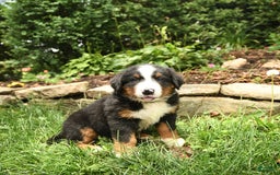 Bernese Mountain Dog dogs for sale: William - Image 2
