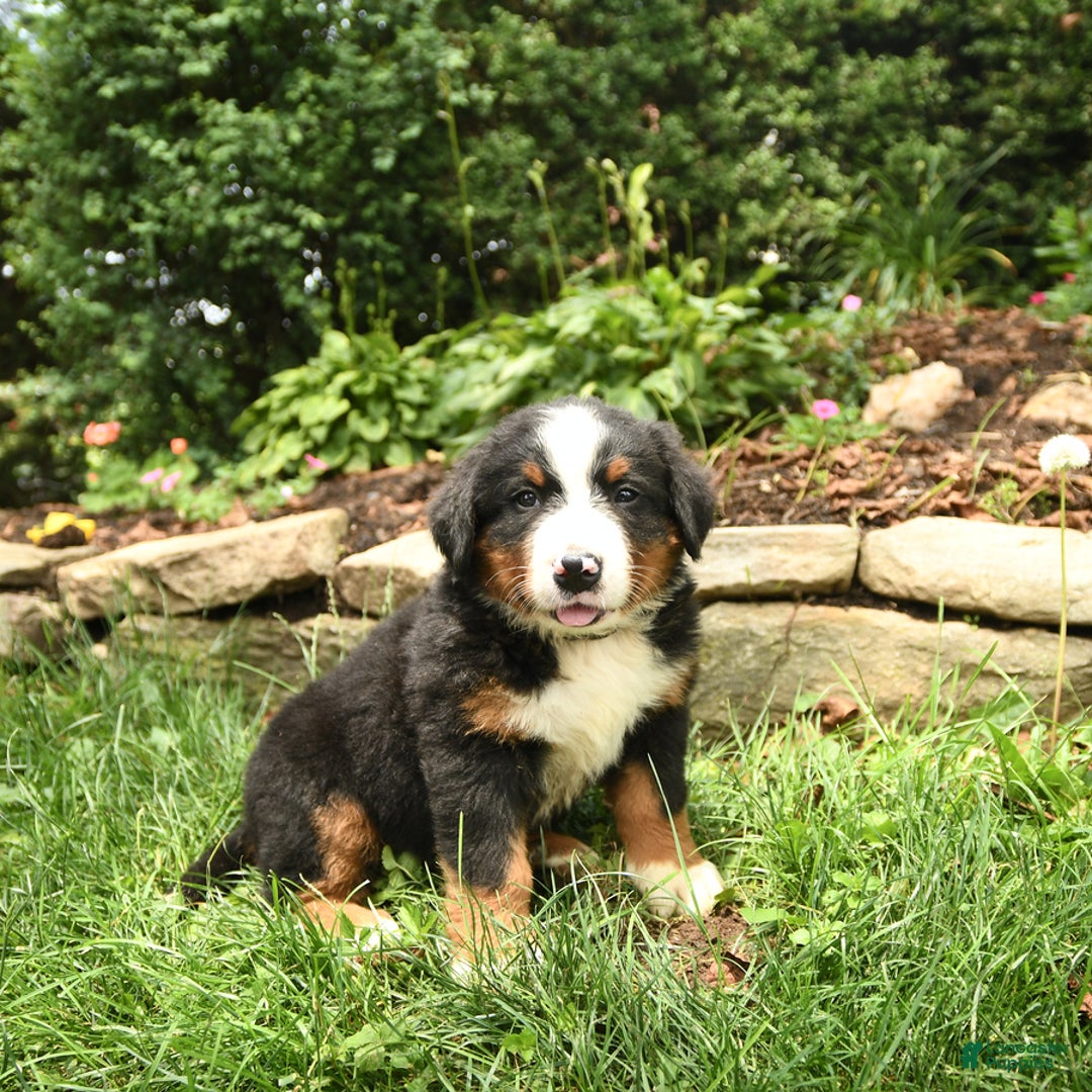 Bernese Mountain Dog dogs for sale: William - Image 2