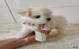 Maltese dogs for sale: Mirel - Image 5