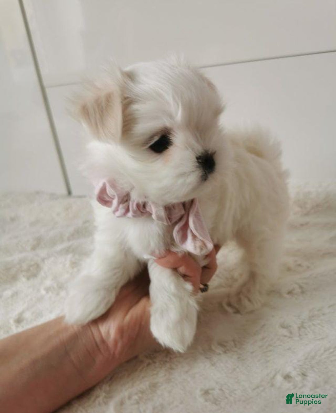 Maltese dogs for sale: Mirel - Image 5