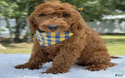Goldendoodle dogs for sale: Chuy - Image 5