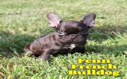French Bulldog dogs for sale: Fenn - Image 1