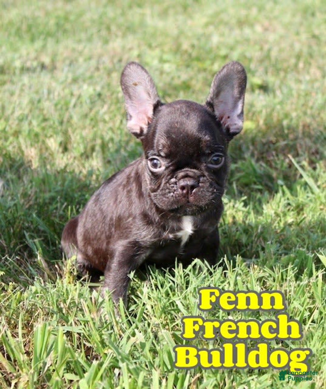 French Bulldog dogs for sale: Fenn - Image 1