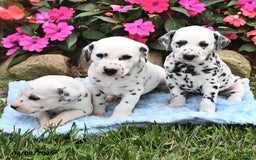Dalmatian dogs for sale: Lincoln - Image 3