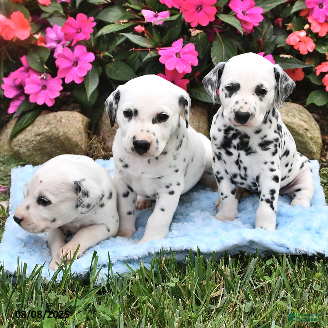 Dalmatian dogs for sale: Lincoln - Image 3
