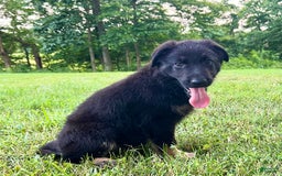German Shepherd dogs for sale: Liberty - Image 9