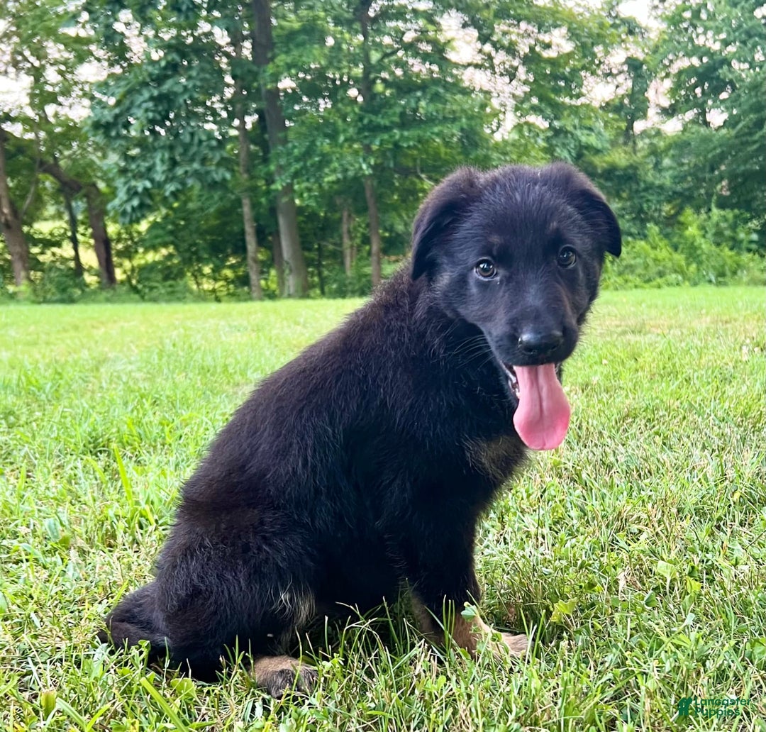German Shepherd dogs for sale: Liberty - Image 9