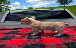 French Bulldog dogs for sale: Stella - Image 3