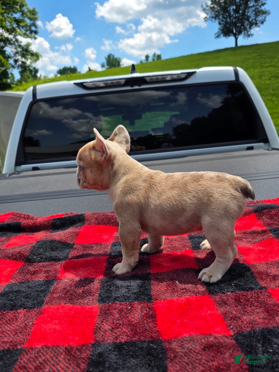French Bulldog dogs for sale: Stella - Image 3