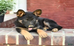 German Shepherd dogs for sale: Melody - Image 3