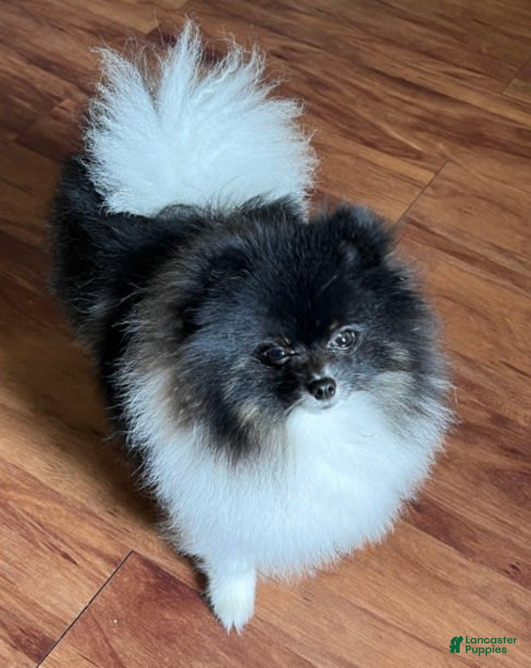 Pomeranian dogs for sale: Serenade - Image 7