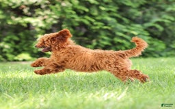 Goldendoodle dogs for sale: Annie - Image 13