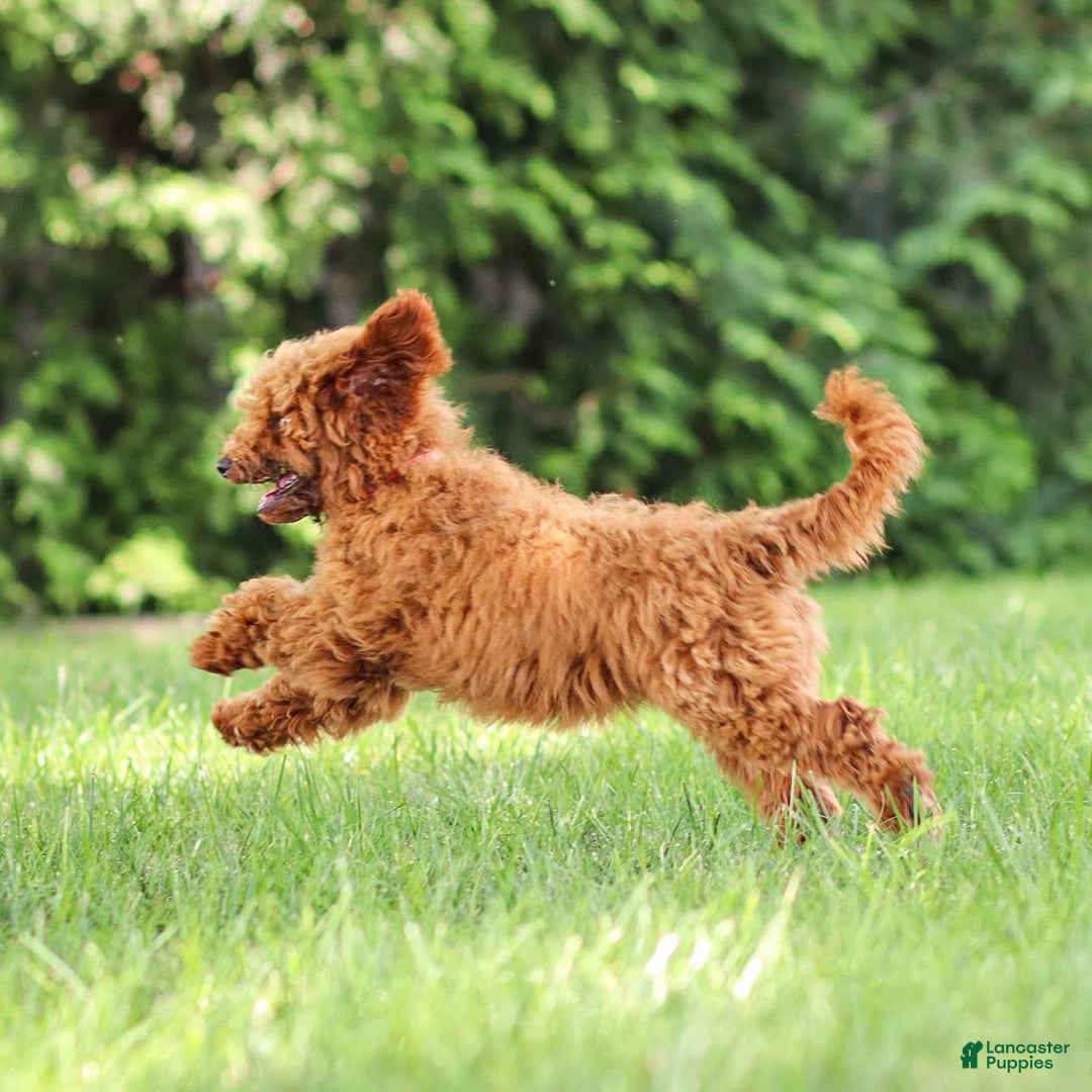 Goldendoodle dogs for sale: Annie - Image 13