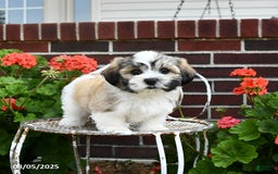 Malshi dogs for sale: Doxund - Image 1