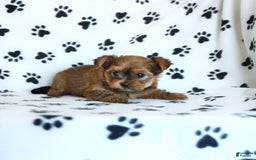 Shorkie dogs for sale: Kate - Image 9