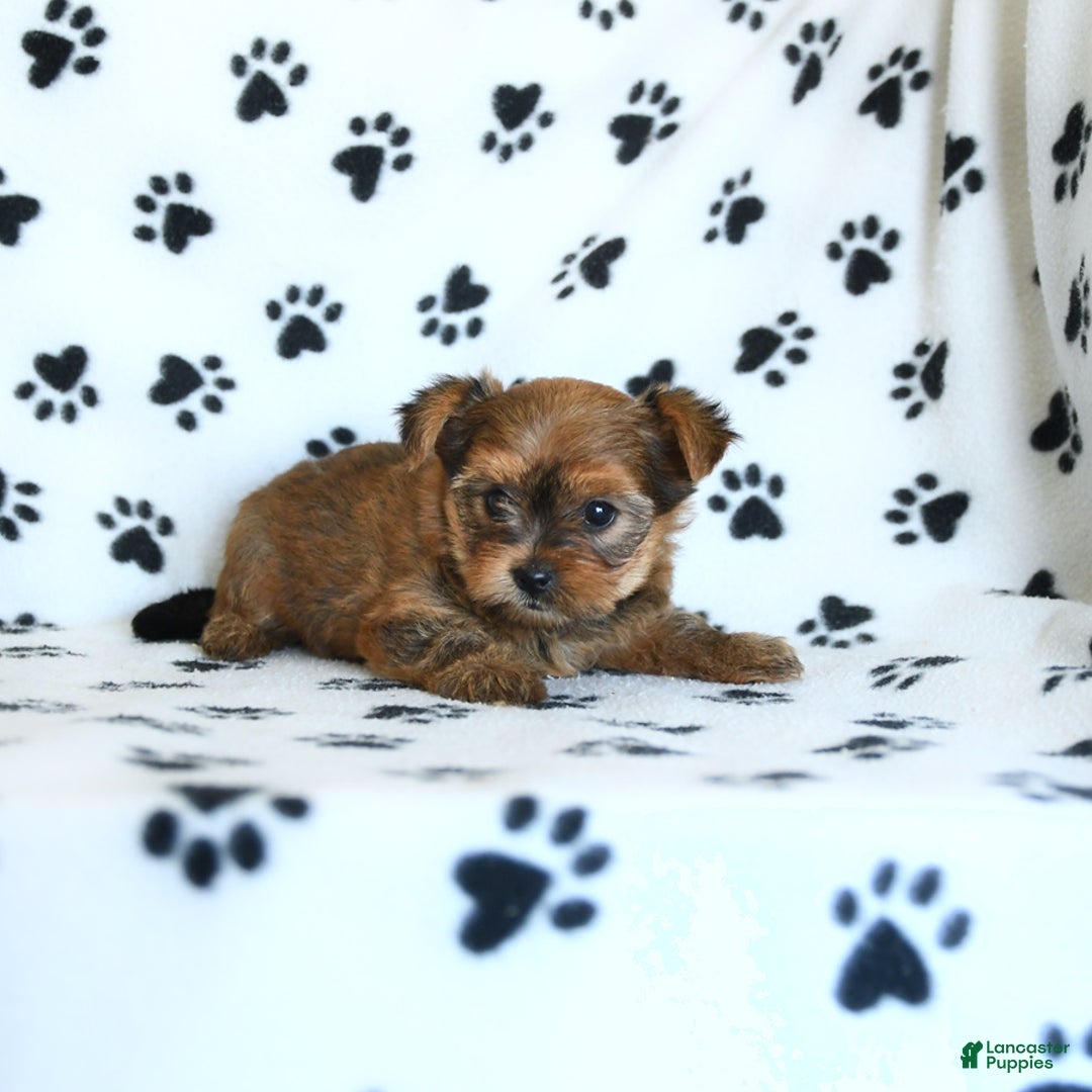 Shorkie dogs for sale: Kate - Image 9
