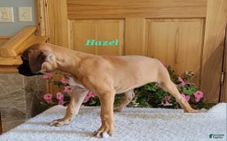 Boxer dogs for sale: Hazel - Image 7