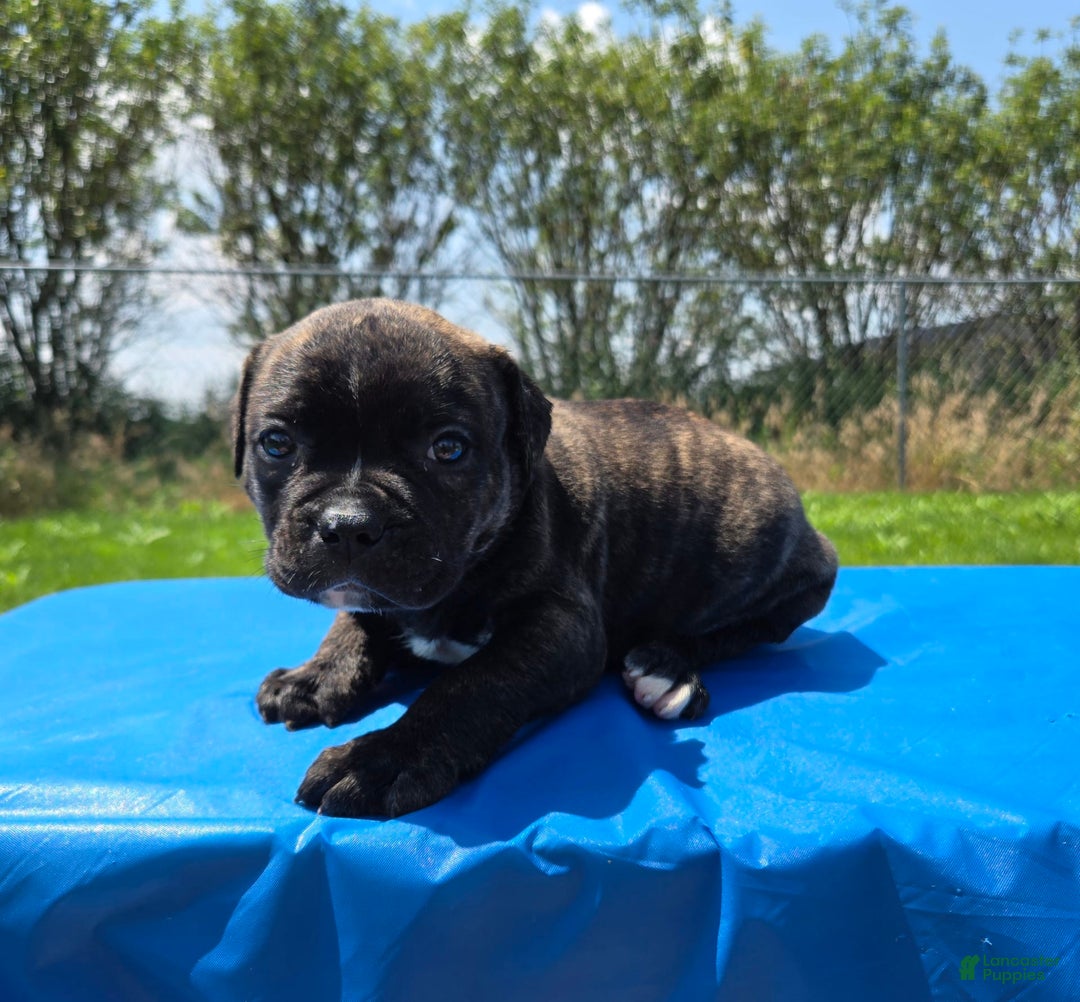 American Bulldog dogs for sale: Miss Trenchbell - Listing for pets: Miss Honey, Matilda, Miss Trenchbell, Harry - Image 2