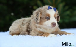 Miniature Australian Shepherd dogs for sale: Milo - Image 4