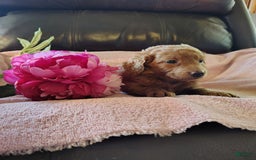 Mini Goldendoodle dogs for sale: Thumbelina - Image 5