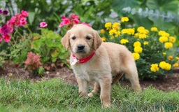 Golden Retriever dogs for sale: Miley - Image 3