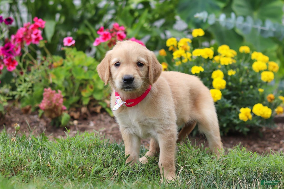 Golden Retriever dogs for sale: Miley - Image 3