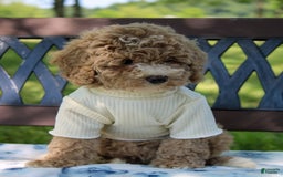 Miniature Poodle dogs for sale: Miniature Poodle 3 puppies - Image 6