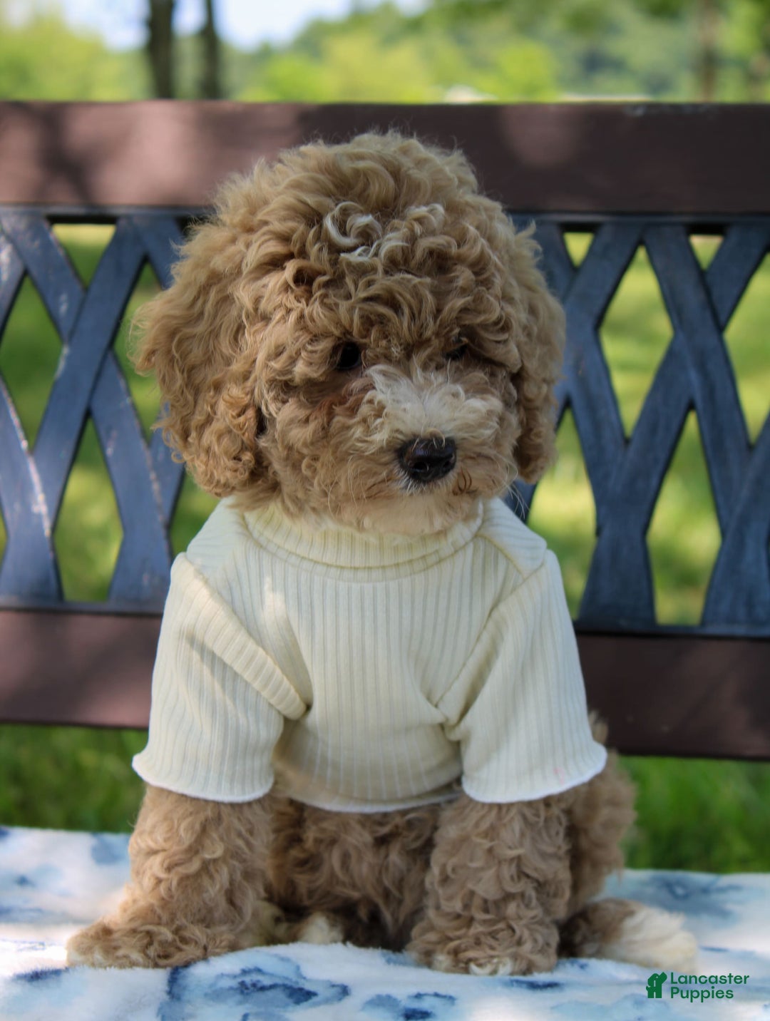 Miniature Poodle dogs for sale: Miniature Poodle 3 puppies - Image 6