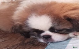 Pekingese dogs for sale: Charlie - Image 7