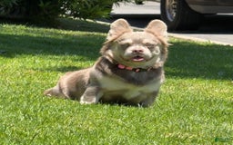 French Bulldog dogs for sale: Bella - Image 5
