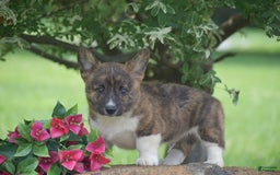 Welsh Corgi Pembroke dogs for sale: Rusty - Image 3