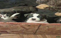American Bully dogs for sale: Stella - Image 2