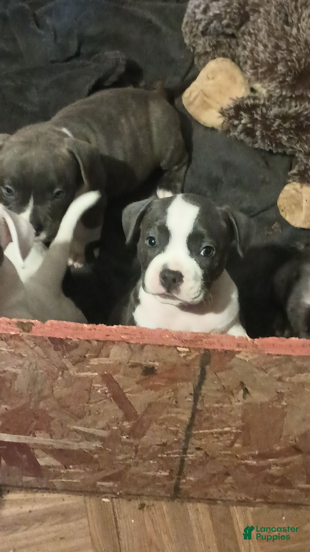 American Bully dogs for sale: Stella - Image 2