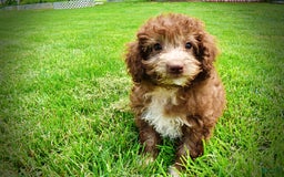 Havapoo dogs for sale: Toto - Image 24