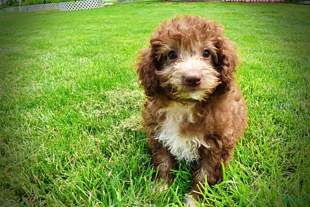 Havapoo dogs for sale: Toto - Image 24