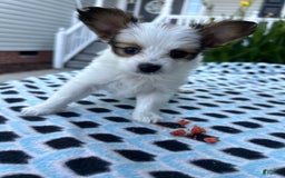 Papillon dogs for sale: Female Puppy 2 - Image 6