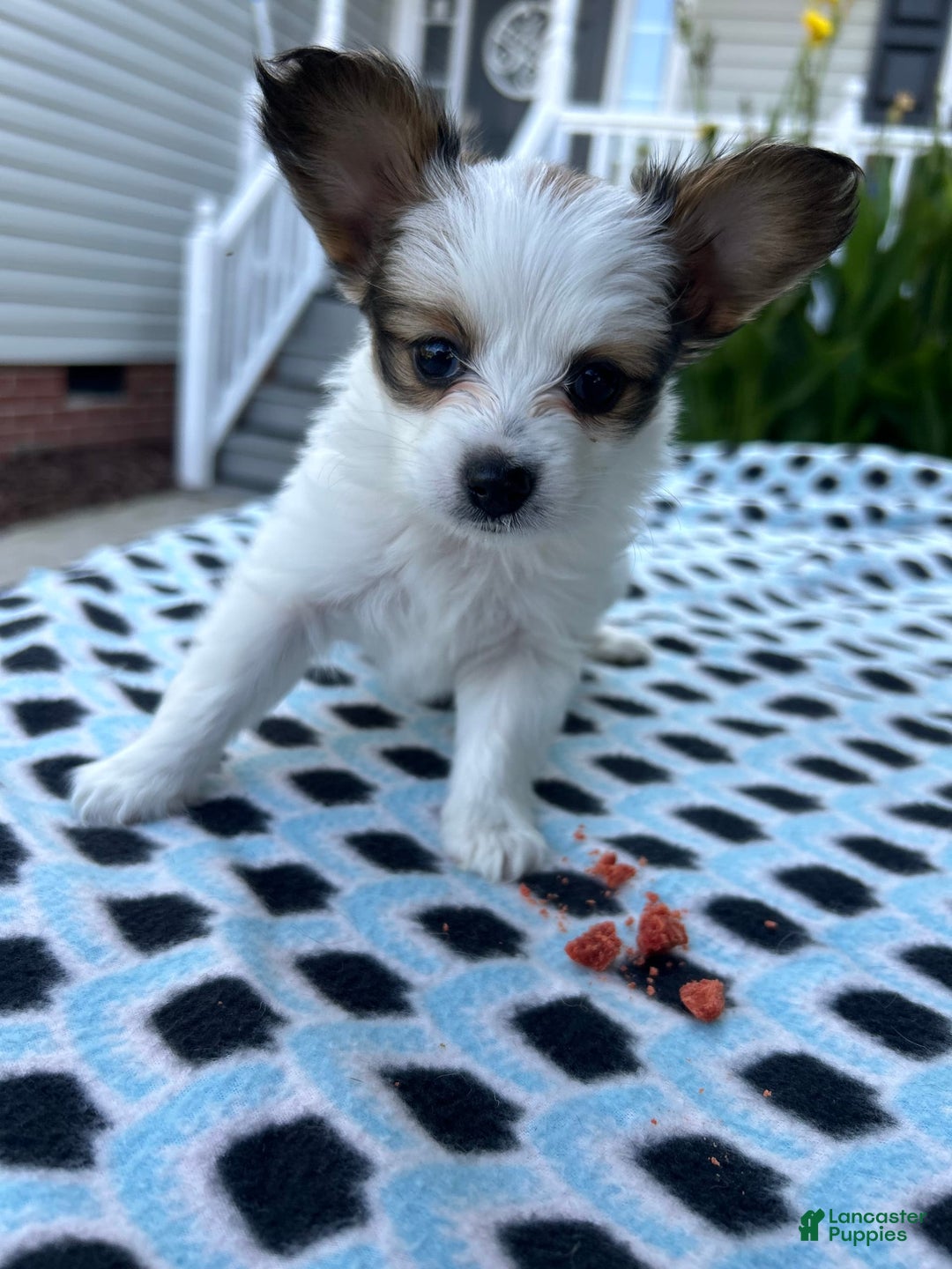 Papillon dogs for sale: Female Puppy 2 - Image 6