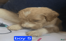 Goldendoodle dogs for sale: Rosco - Image 3