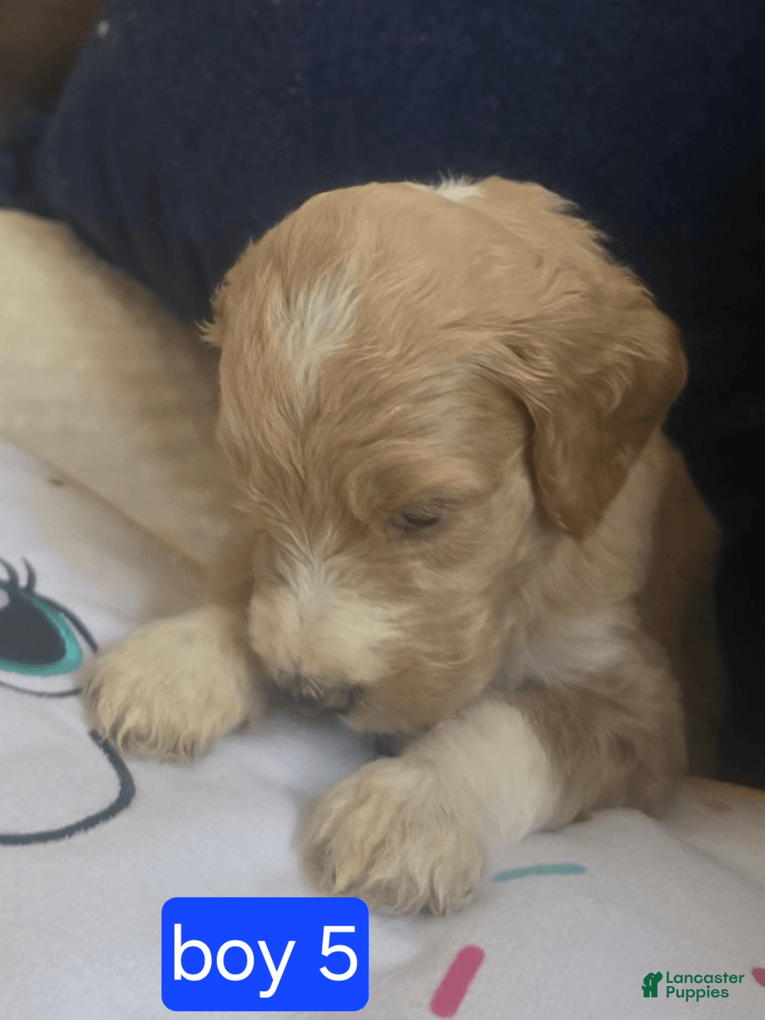Goldendoodle dogs for sale: Rosco - Image 3