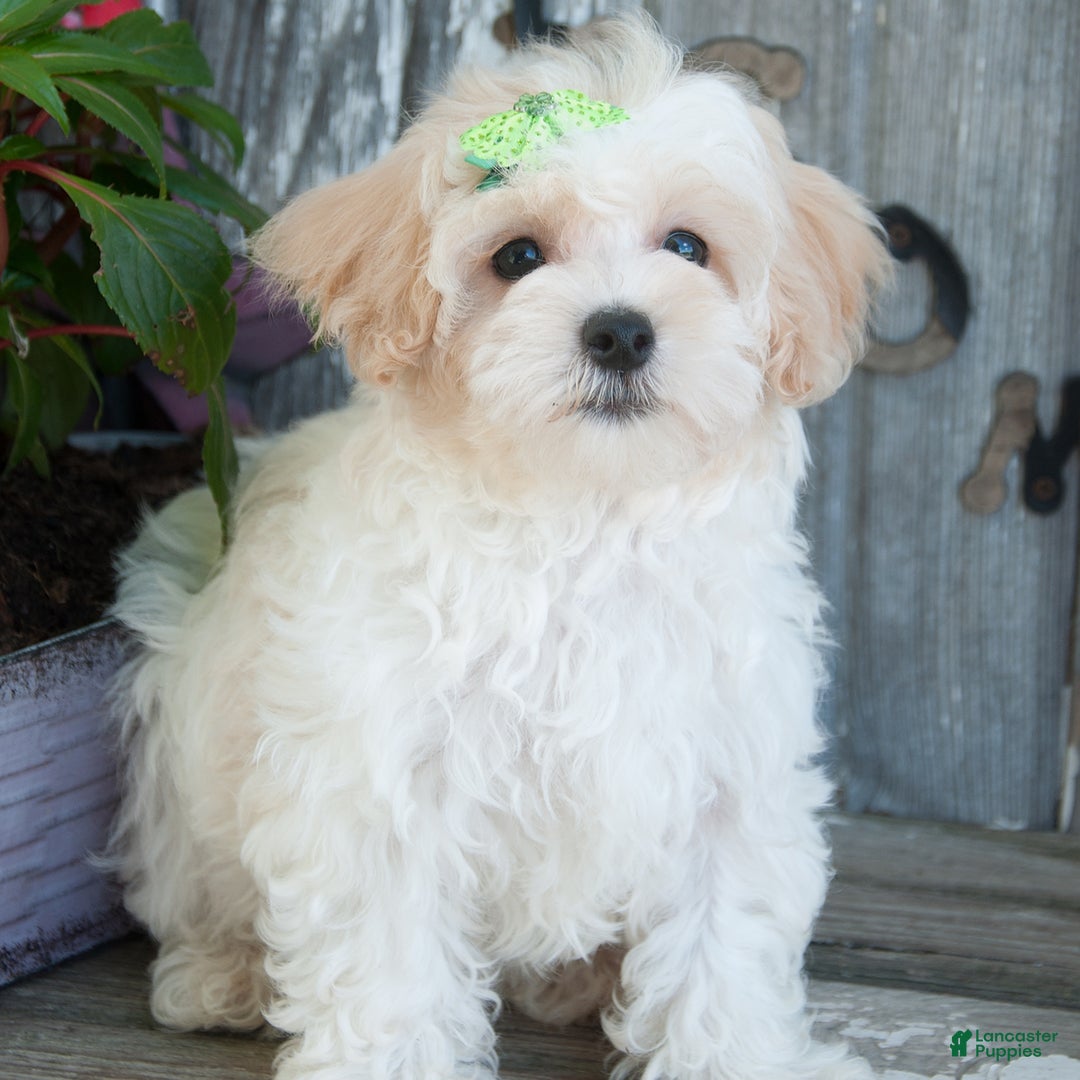 Maltipoo dogs for sale: Audrey - Image 2