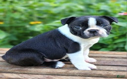 Boston Terrier dogs for sale: Coffee - Image 3